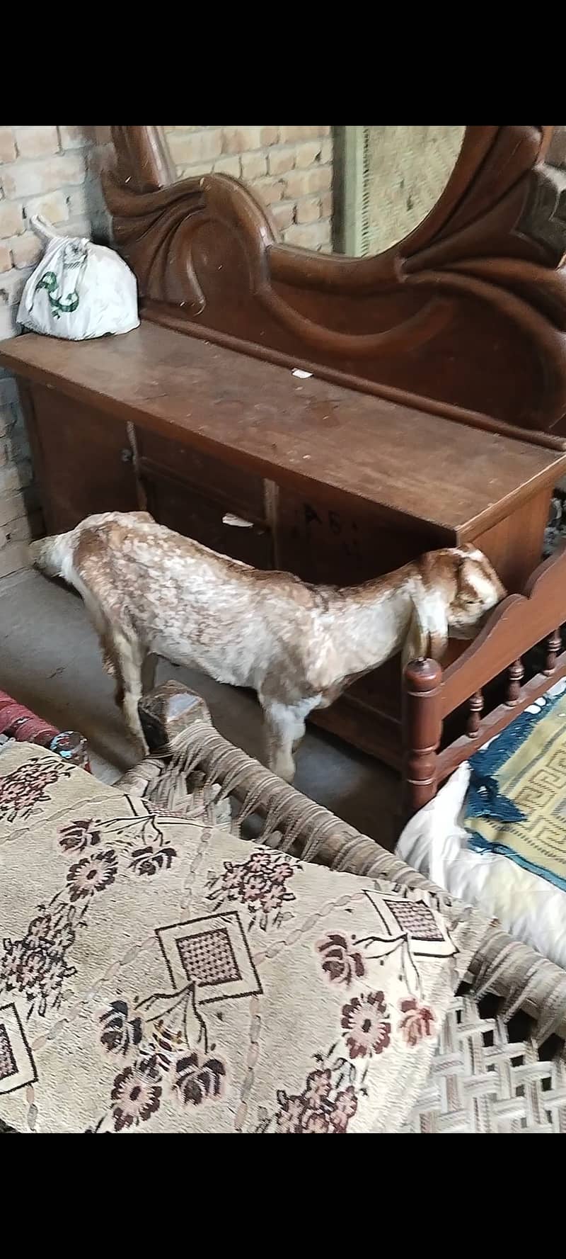 Desi bakra 2