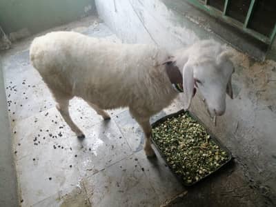 dumba or bakra