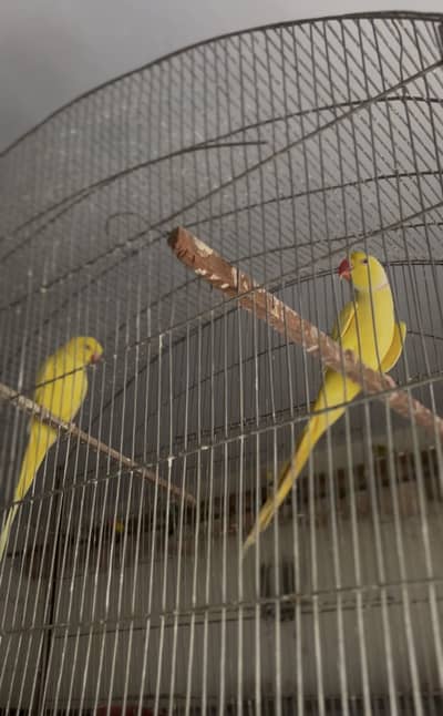 Yellow Ringneck Pair Talking