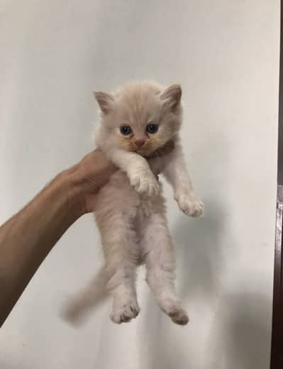 Persian Triple Coated Kitten For Sale Brown Color female