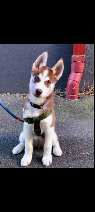 husky female puppy for sale blue eyes