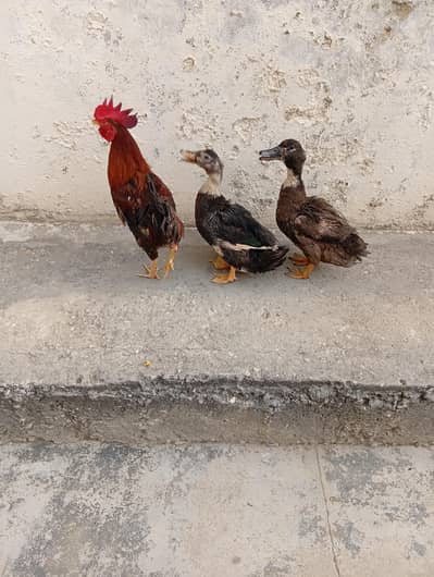 Male ducks and 1 roster available in active condition no illness