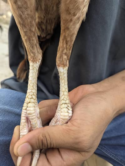 pure nasli mainwali breed