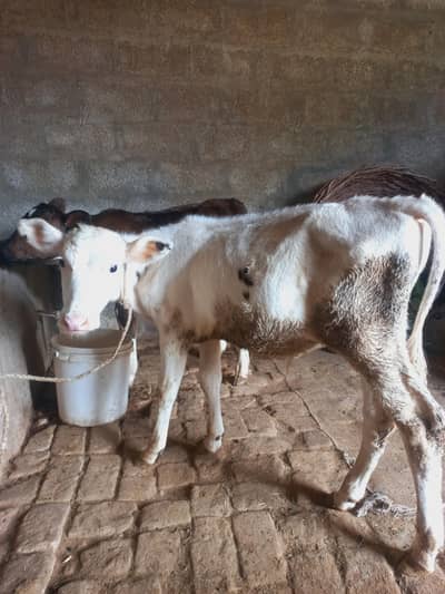 Beautiful Friesian Bachy for Sale