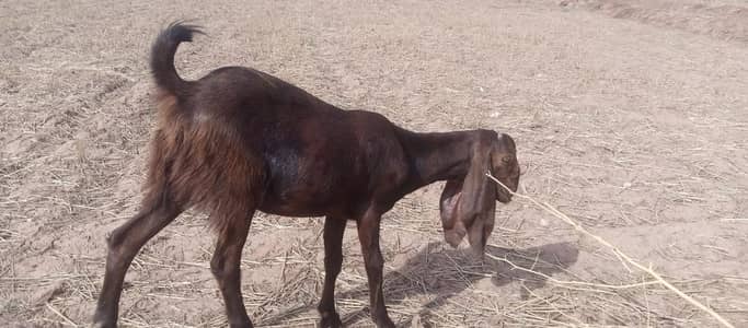 Betal goats