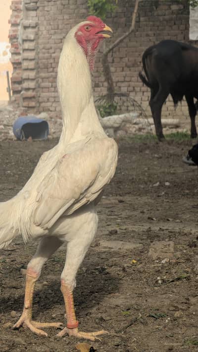 white o shamoo