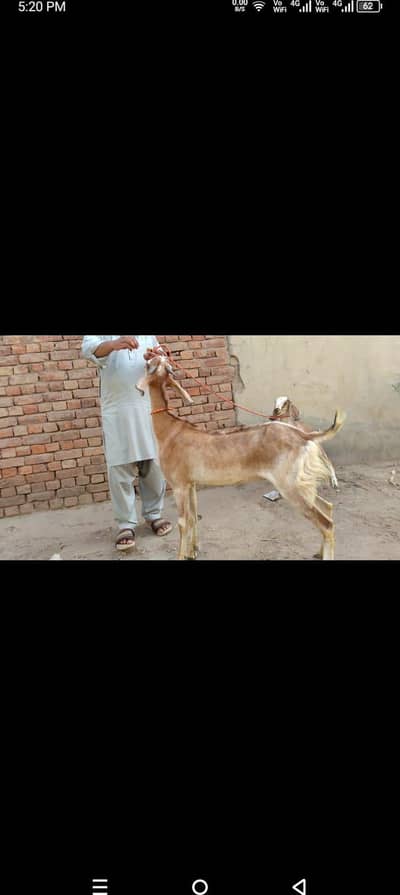 Desi bakri Sath path