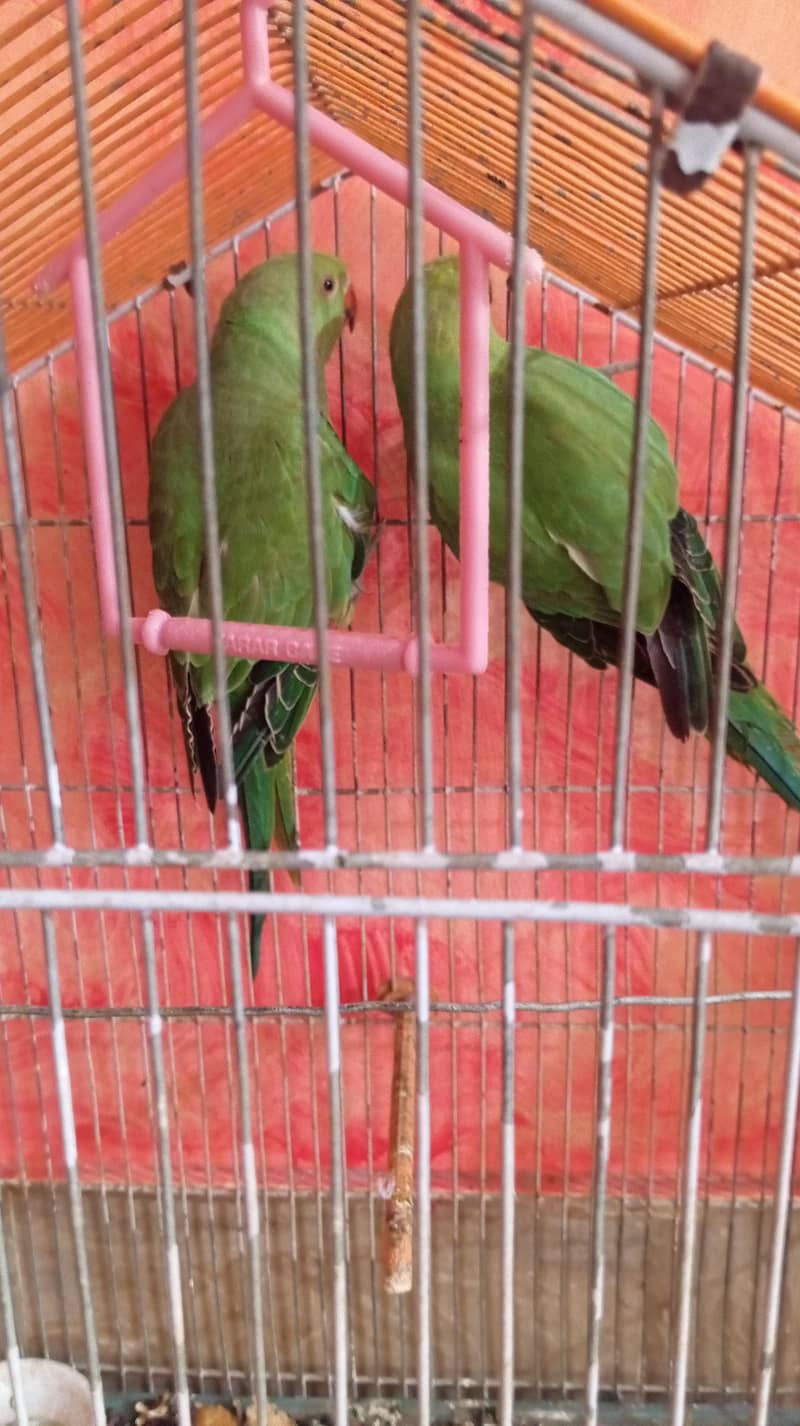 parrots 0