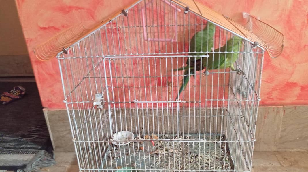 parrots 1