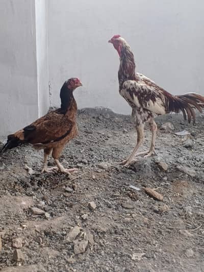 aseel pair