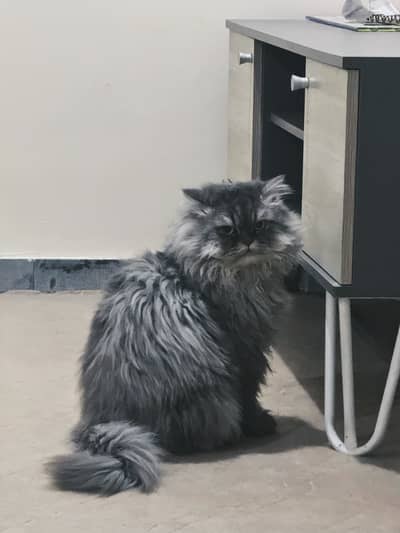 Doll Face Persian MALE FOR SALE