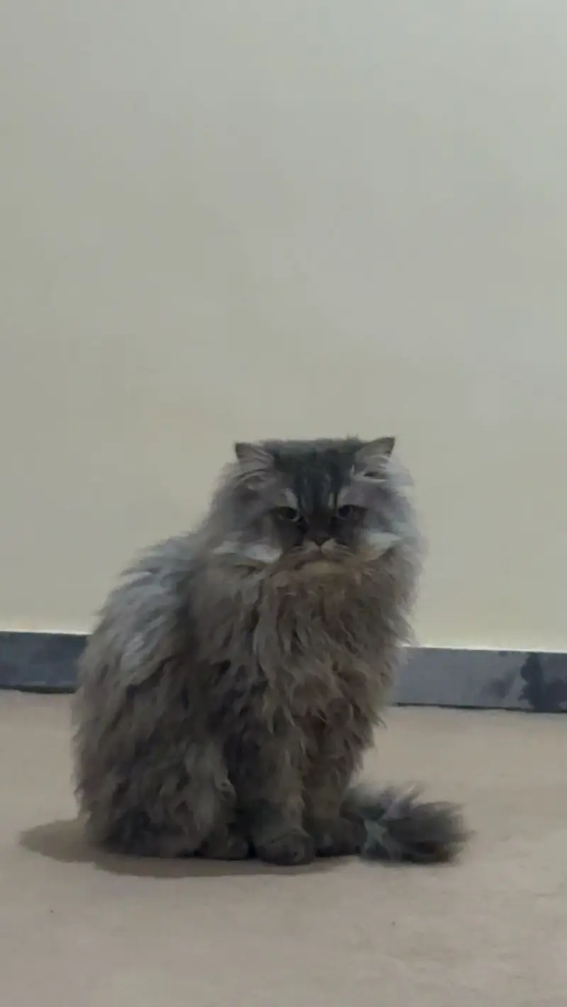 Doll Face Persian MALE FOR SALE — photo 2