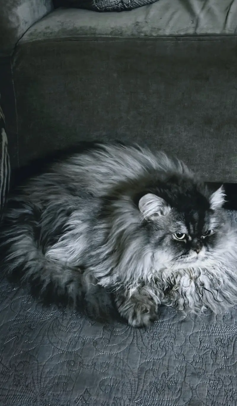 Doll Face Persian MALE FOR SALE — photo 3