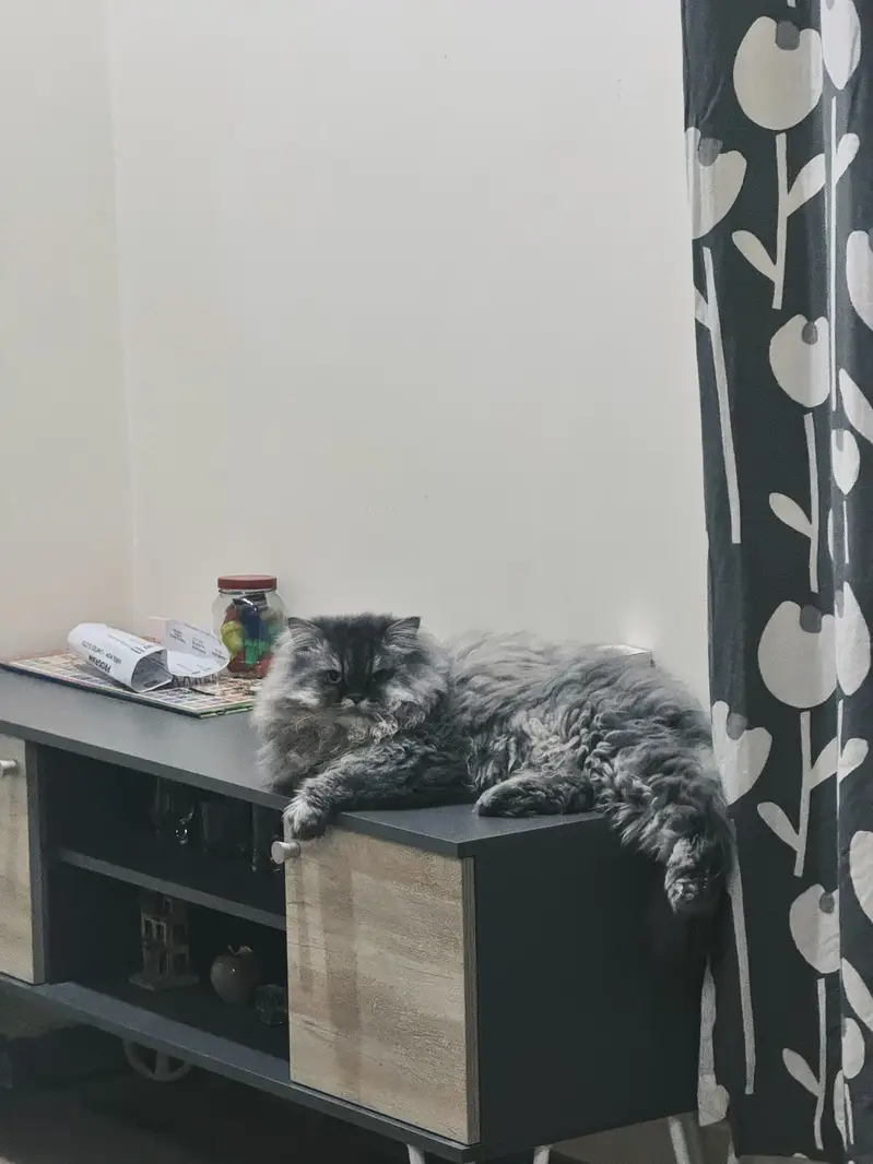 Doll Face Persian MALE FOR SALE — photo 4
