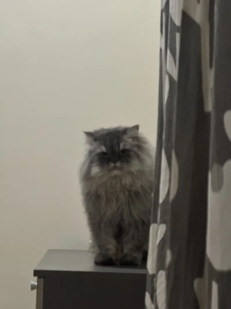 Doll Face Persian MALE FOR SALE — photo 5