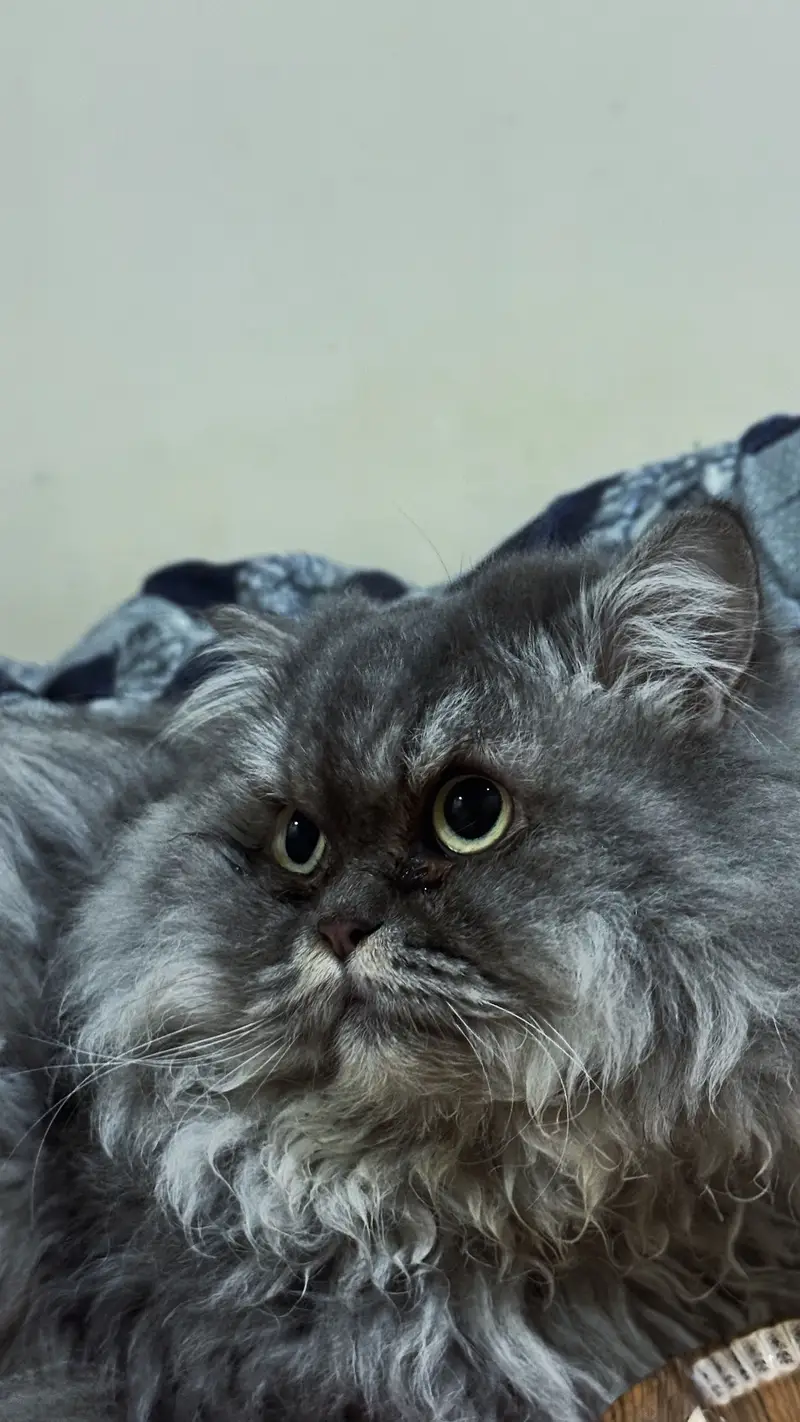 Doll Face Persian MALE FOR SALE — photo 6