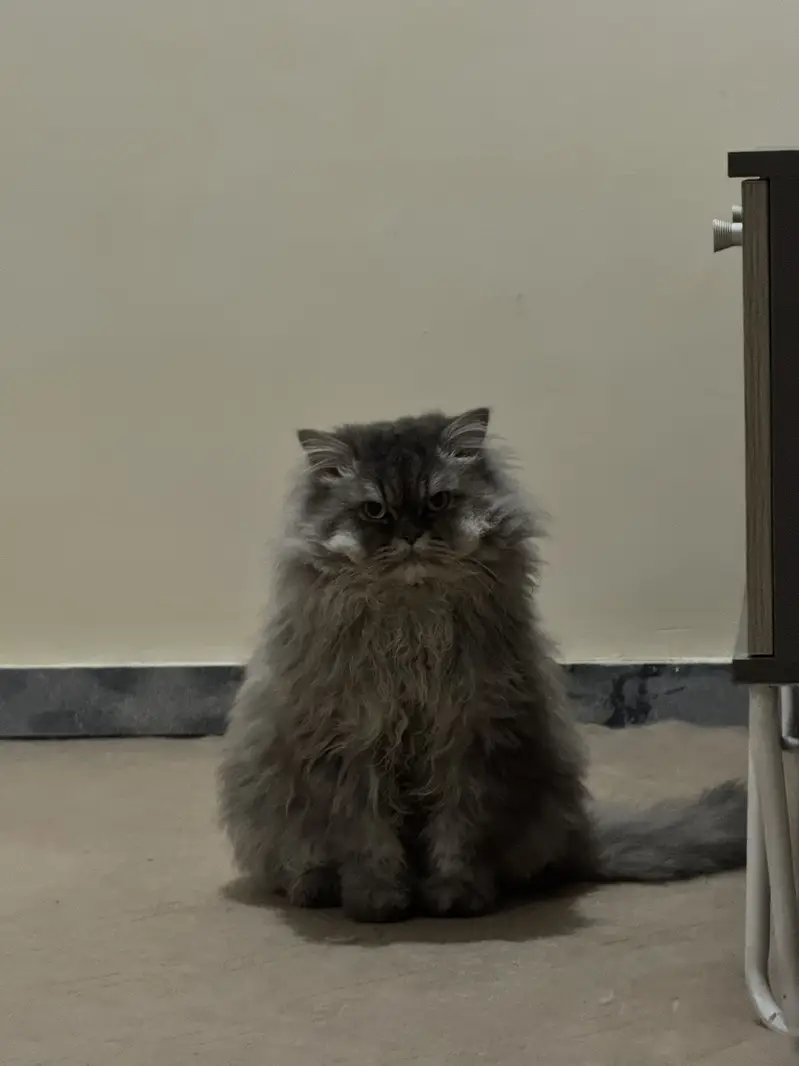 Doll Face Persian MALE FOR SALE — photo 8