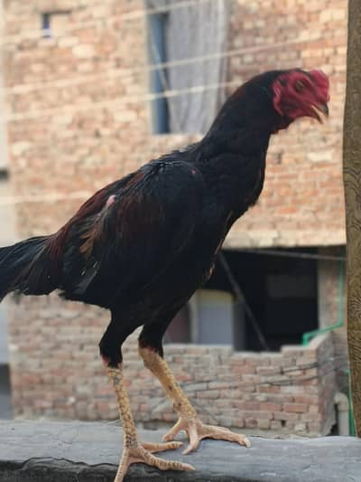 male Penns  patha