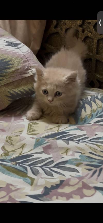 Persian male kitten
