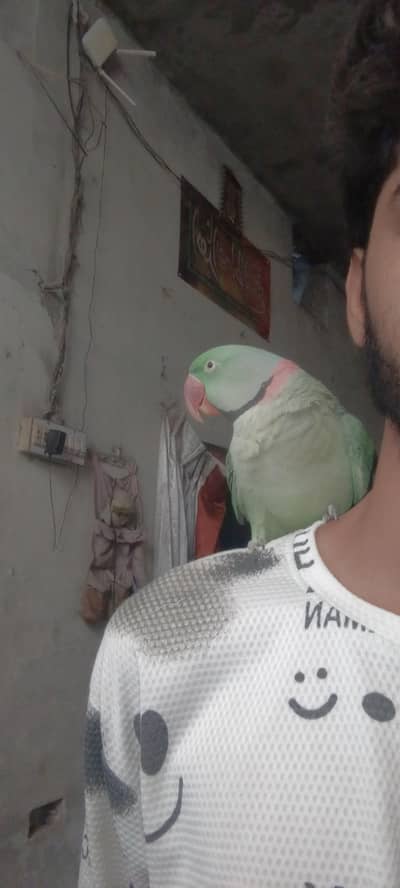 bolny wala tota raw perrot