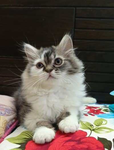 persian punch face/male kitten/triple coat/white grey/ cute kitten