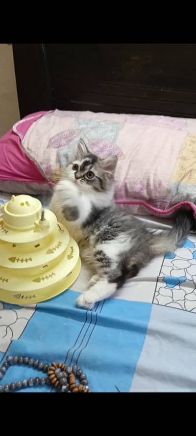 persian punch face/male kitten/triple coat/white grey/ cute kitten