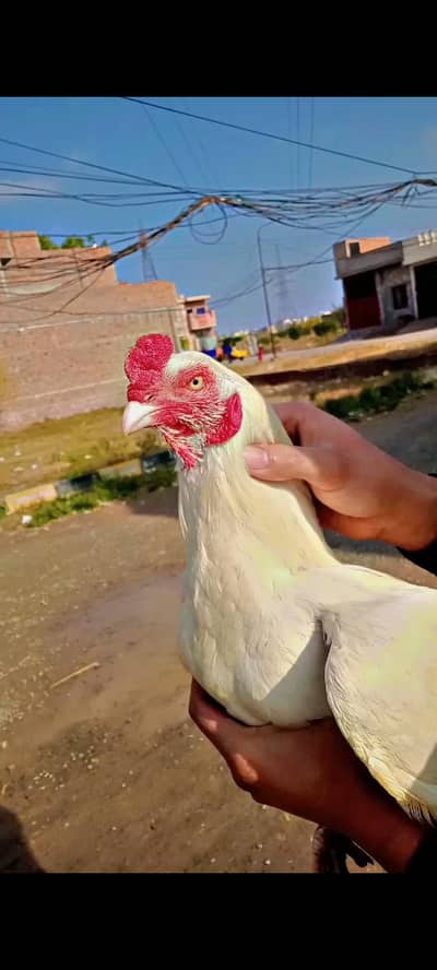 Heera aseel bloodline male for sale