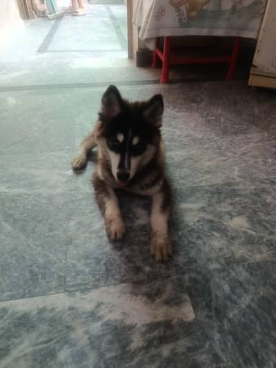 Siberian husky