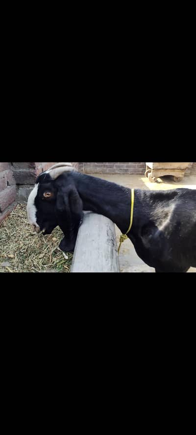 Betal bakri