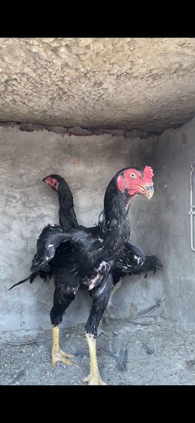 Black o shamo