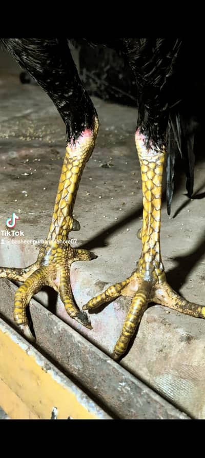 Basheer purbana aseel breed chick's