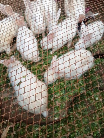 white rabbits