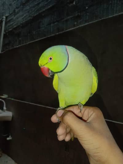 tamed talking parrot