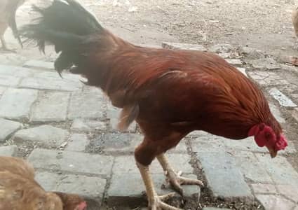 Desi Murgha, Good Size, Urgent Sale