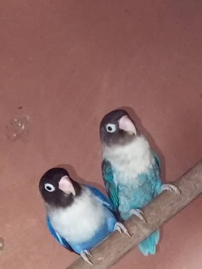 love birds black masked