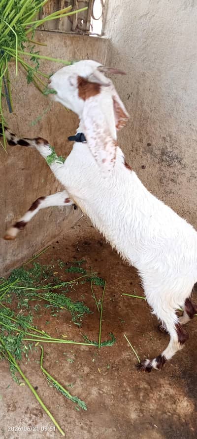 2 Dant Bakri