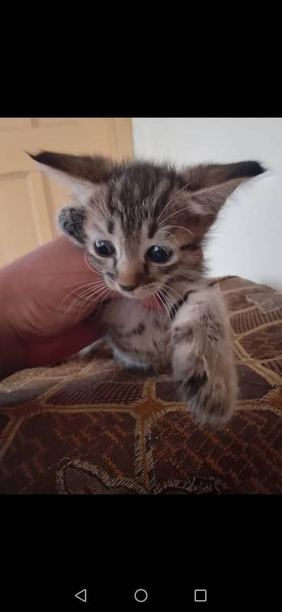 cats selling