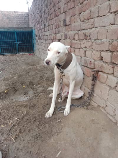 bully gultair dog for sale