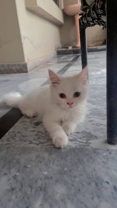 Persian Cat Tripple Coated