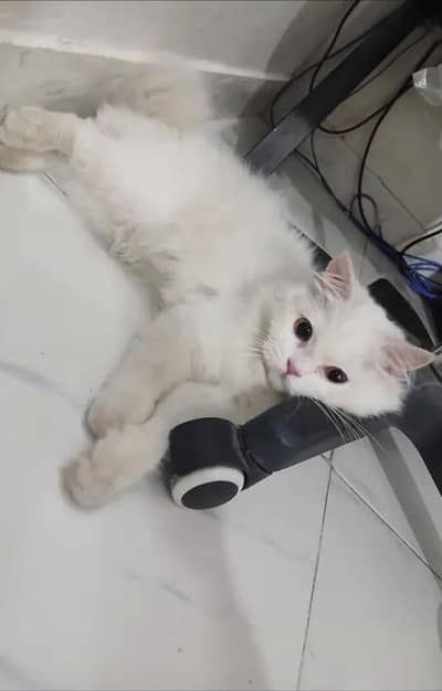 Persian male for sale