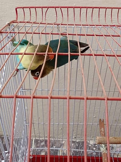 Breeder Pair of (Black Mask Lovebird) with Cage and Box for Sale