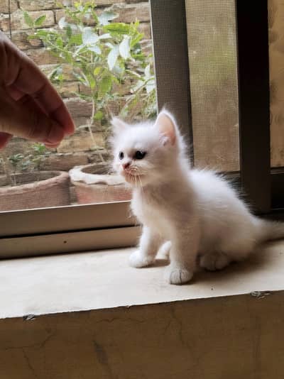 Two Persian kitten for sale bahawalnagar 03026573988
