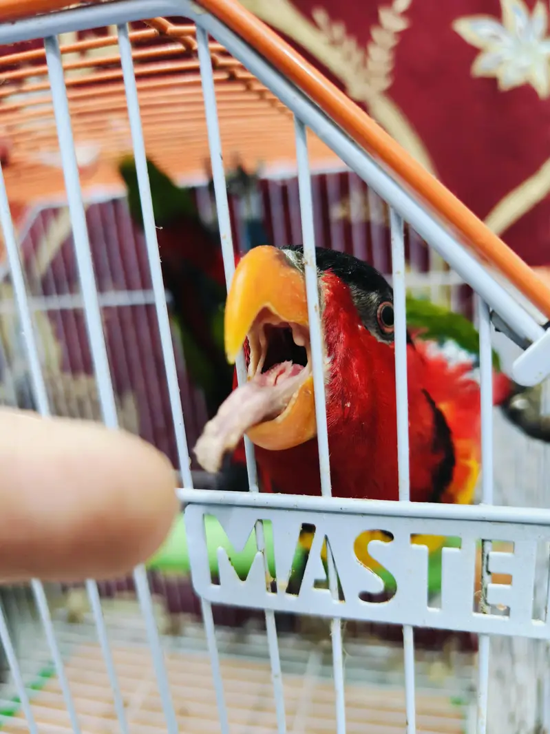 black capped lories — photo 2