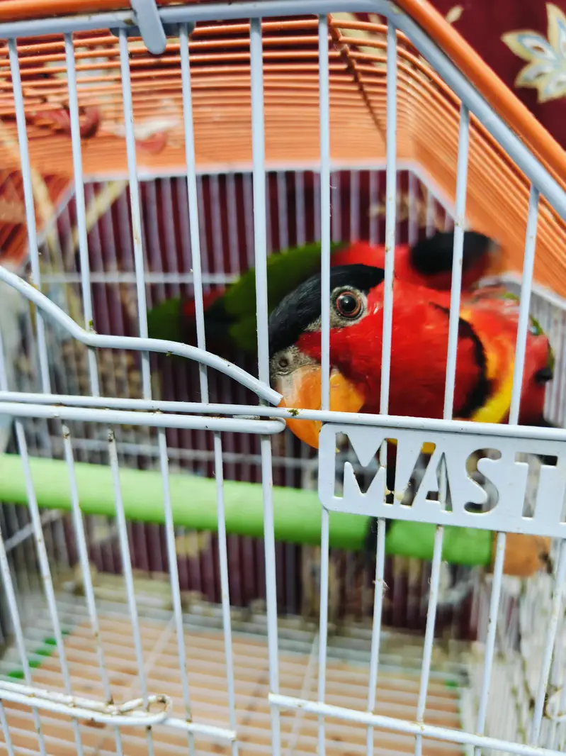 black capped lories — photo 3