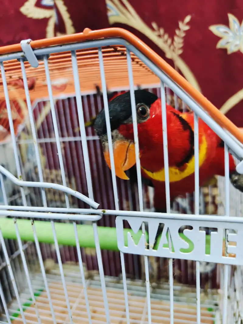 black capped lories — photo 4