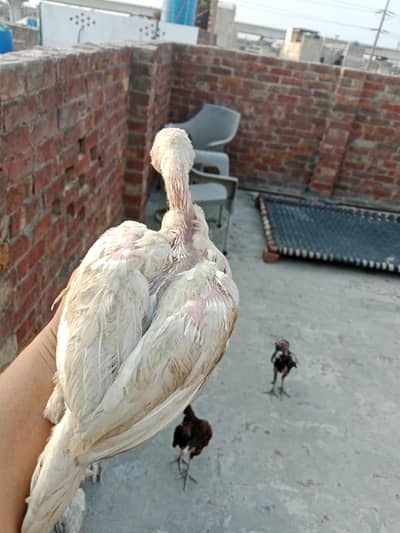 pure white heera chikcs 2 male 1 female 1 black brown male 1 female