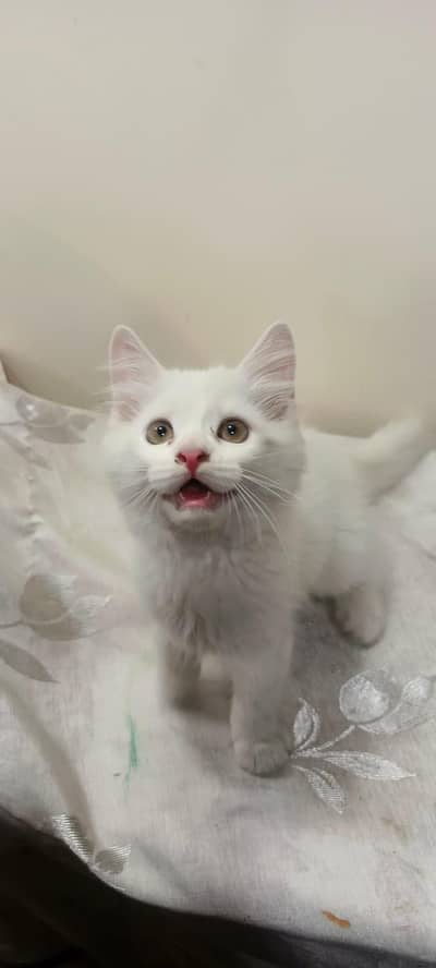 cute and healthy persian cat available