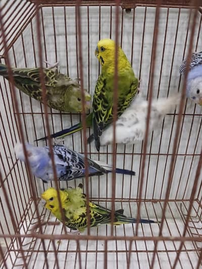 Hogoromo budgies