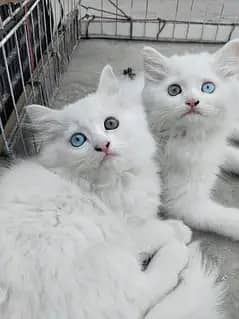 PERSIAN CAT KITTENS AVAILABILE
