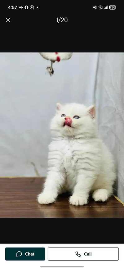 Pure Persian Cats  triple coat